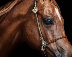 Randal Ford - Red Arabian Stallion No. 1, Photography 2024, Printed After