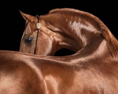 Randal Ford - Stallion arabe rouge n° 2, photographie 2024, imprimée d'après