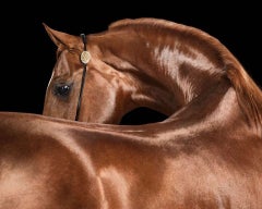 Randal Ford - Red Arabian Stallion No. 2, Photography 2024, Printed After