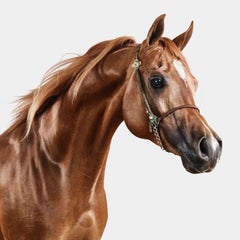 Randal Ford - Stallion arabe rouge n° 3, photographie 2024, imprimée d'après