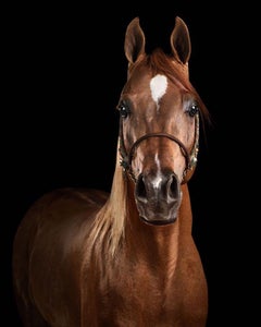 Randal Ford - Red Arabian Stallion No. 4, Fotografie 2024, Druck nach