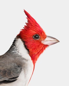 Randal Ford - Cardinal à crête rouge, photographie 2018, imprimée d'après