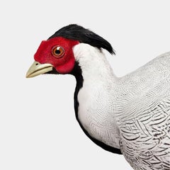Randal Ford - Red Golden Pheasant, Photography 2024, Printed After