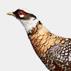 Randal Ford - Reeve's Pheasant, Fotografie 2024, gedruckt nach