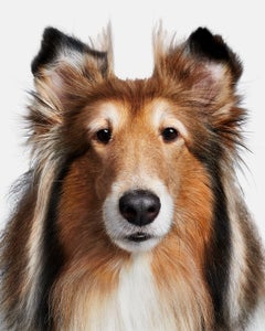 Randal Ford - Reveille IX, Photography 2020, Printed After