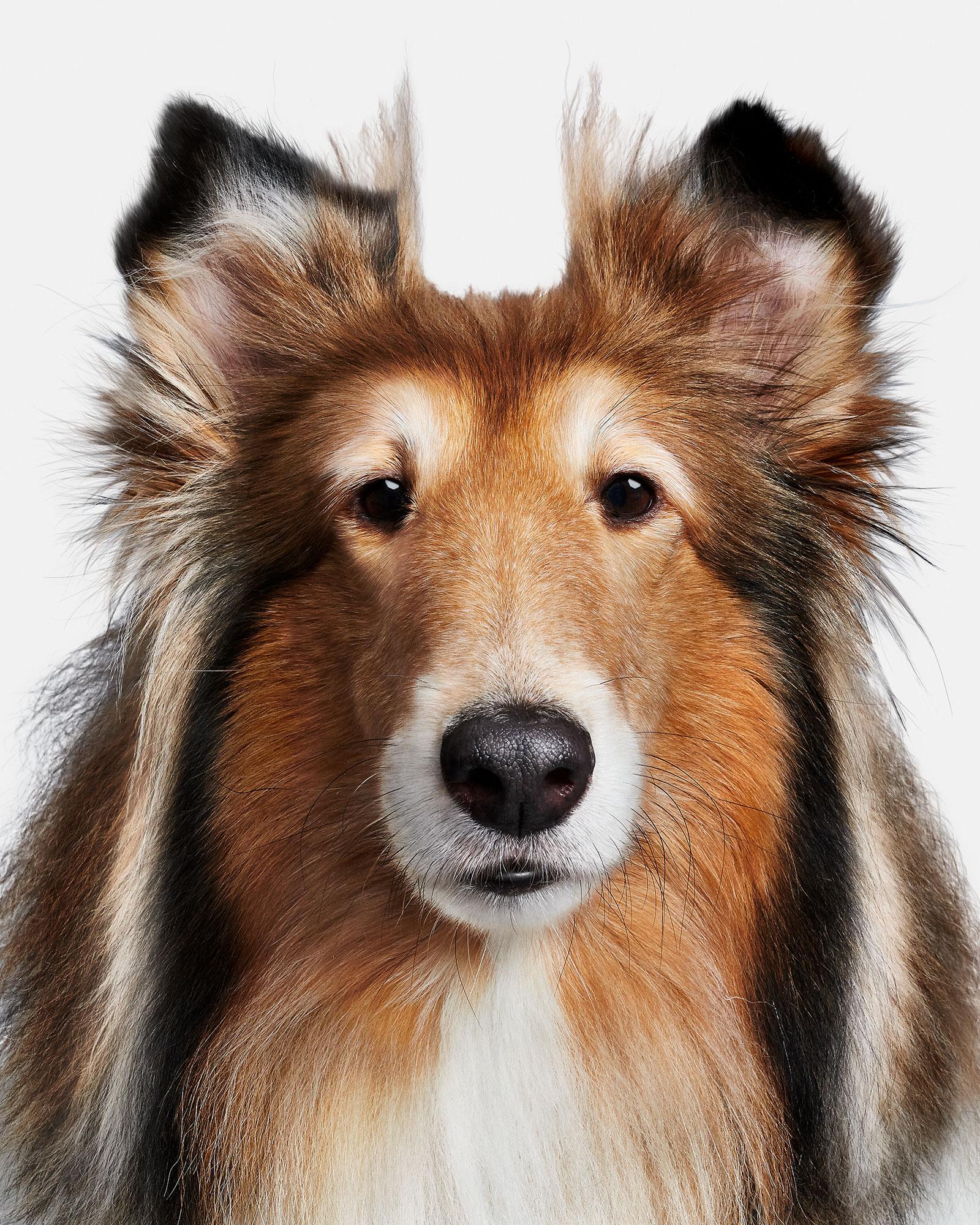 Available sizes:
37.5" x 30", Edition of 15
50" x 40", Edition of 10
60" x 48", Edition of 5

Narrative:
There is a reason we choose animals to be our mascots. They are spotless embodiments of excellence and represent the strengths that we strive