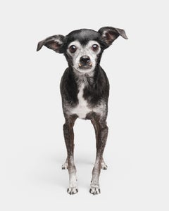 Randal Ford - Riley, Photography 2020, Printed After