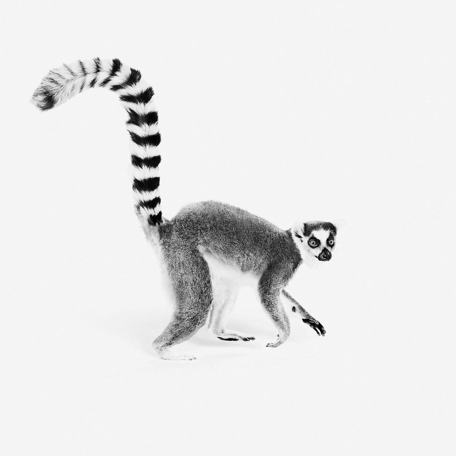 Randal Ford - Bague Tailed Lemur (BW), photographie 2018, imprimée d
après