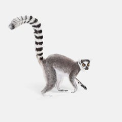 Randal Ford - Ring Tailed Lemur, Fotografie 2018, Nachdruck gedruckt