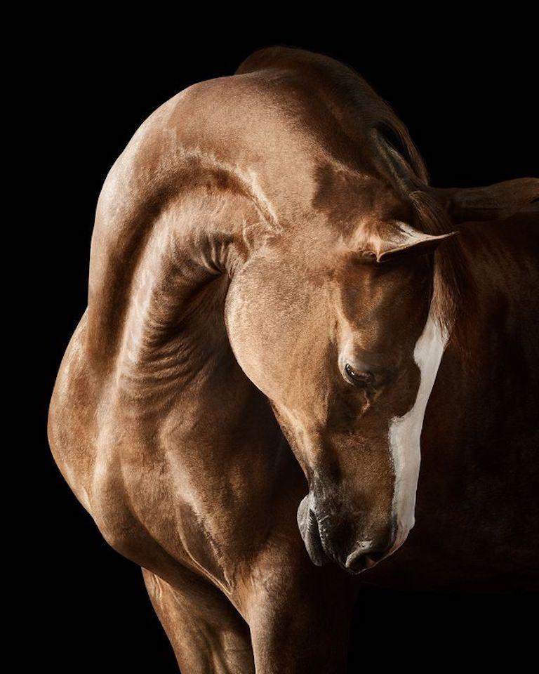 Randal Ford - Arabian Mare n° 1, photographie 2024, imprimée d
après