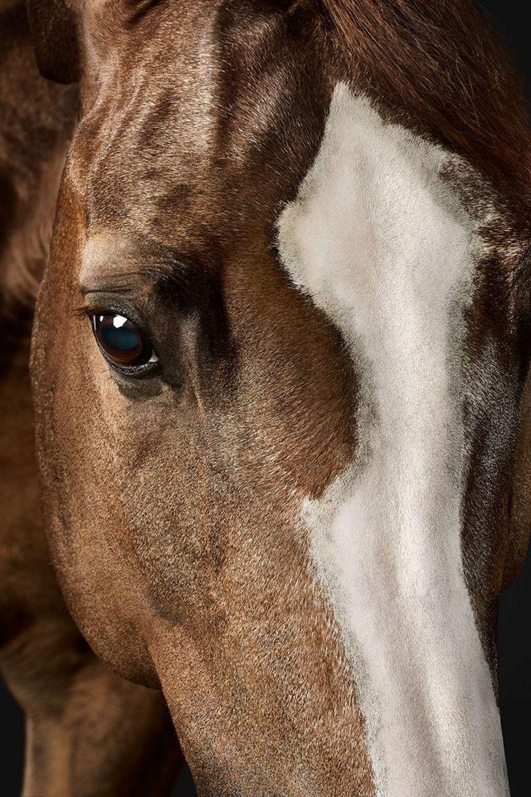 "Having secured 19 national championship titles and hailed as one of the most decorated horses of her breed, 15-year-old Peanut’s competitive winnings speak volumes to her strength, skill, and dedication to her craft. Though she has quite the