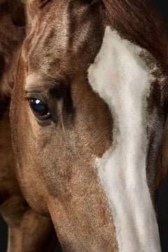 Randal Ford - Saddlebred Arabian Mare No. 2, Photography 2024, Printed After