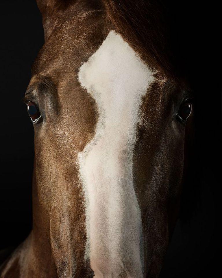 "Having secured 19 national championship titles and hailed as one of the most decorated horses of her breed, 15-year-old Peanut’s competitive winnings speak volumes to her strength, skill, and dedication to her craft. Though she has quite the
