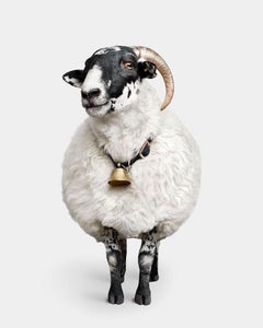 Randal Ford – schottische schwarze Schafe mit schwarzem Gesichtsausschnitt, Fotografie 2024, gedruckt nach