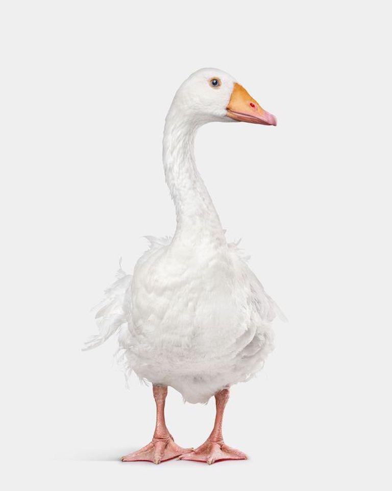 Randal Ford - Sebastopol Goose, photographie 2024, imprimée d
après