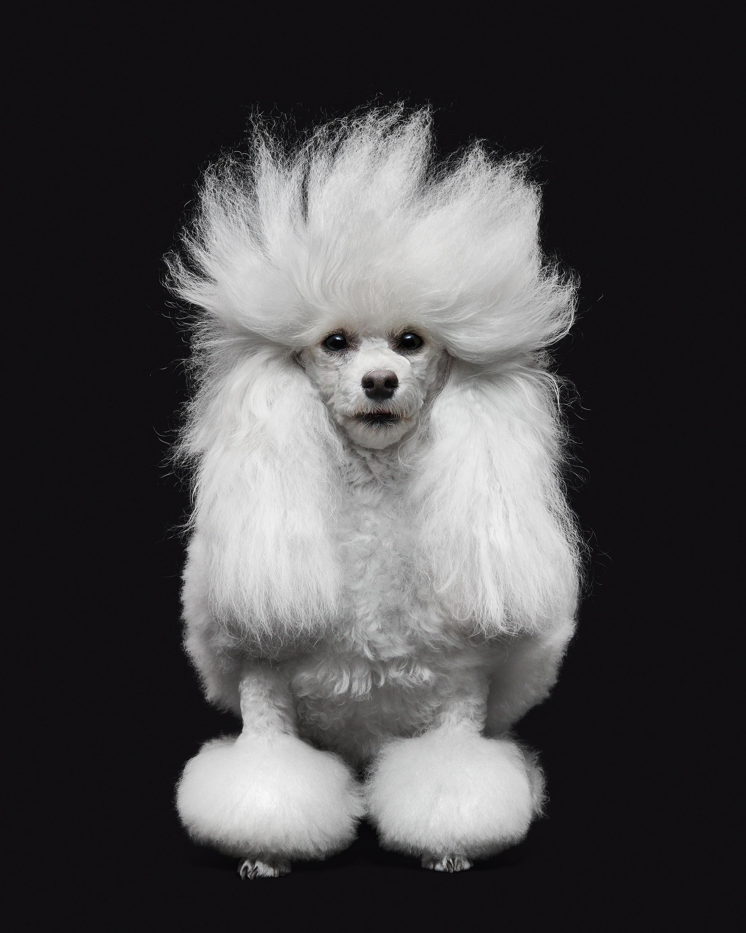 Tailles disponibles :
37.5" x 30", édition de 15 exemplaires
50" x 40", édition de 10
60" x 48", édition de 5

LES YEUX D
UN WOLFS ne sont pas comme ceux d
un chien. Mais c
était le cas auparavant.
	Cette Collection est née d
un désir profond