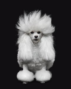 Randal Ford - Secret, Photography 2020, Printed After