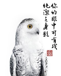 Randal Ford -"Single eye Snowy Owl Collaboration with Steven C. Rockefeller Jr."