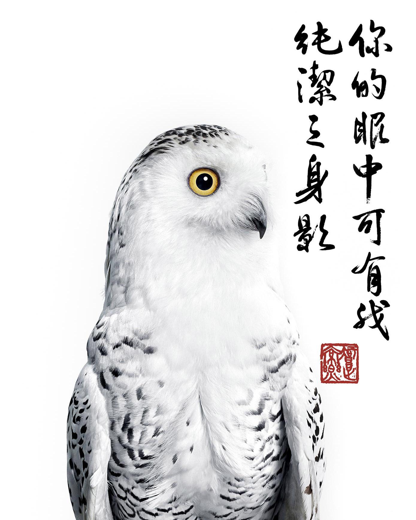 Title: Single Eye Snowy Owl Collaboration with Steven C. Rockefeller Jr.
Medium: Digital C-Print on Archival Photographic Paper
Available sizes:
50" x 40", Edition of 5
60" x 48", Edition of 3

Few photographers in the world have photographed as