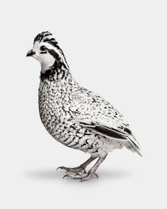 Randal Ford - Snowflake Bobwhite Quail Nr. 2, Fotografie 2024, Druck nach