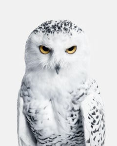Randal Ford - Snowy Owl No. 3, Fotografie 2018, Nachdruck