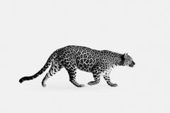 Randal Ford - Spotted Leopard No. 3 (BW), Photography 2024, Printed After