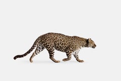 Randal Ford - Leopardo Manchado nº 3, Fotografía 2018, Impreso después de