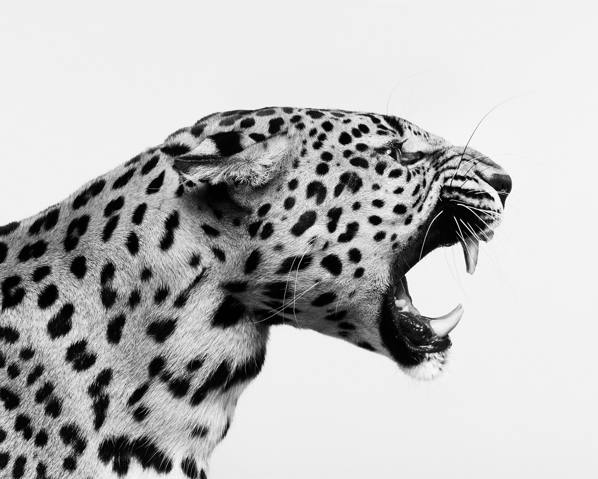 Randal Ford - Spotted Leopard Snarl (BW), Photography 2024, Printed After