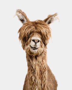 Randal Ford - Suri Alpaca, photographie 2024, imprimée d'après