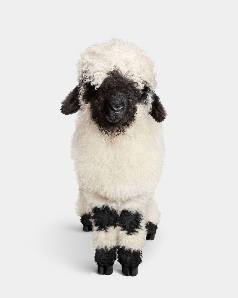 "Kipply is as special as his breed. Originating in Switzerland, Valais Blacknose sheep remain extremely rare and important to the Swiss people. Finding not one but two (twins even!) was an exciting moment, one that had me traveling across the
