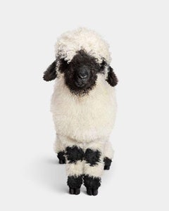 Randal Ford – Schweizer Valais Blacknose Lamm Nr. 1, Fotografie 2024, gedruckt nach