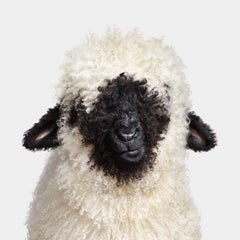 Randal Ford - Suisse Valais Blacknose Lamb n° 2, photographie 2024, imprimée d'après
