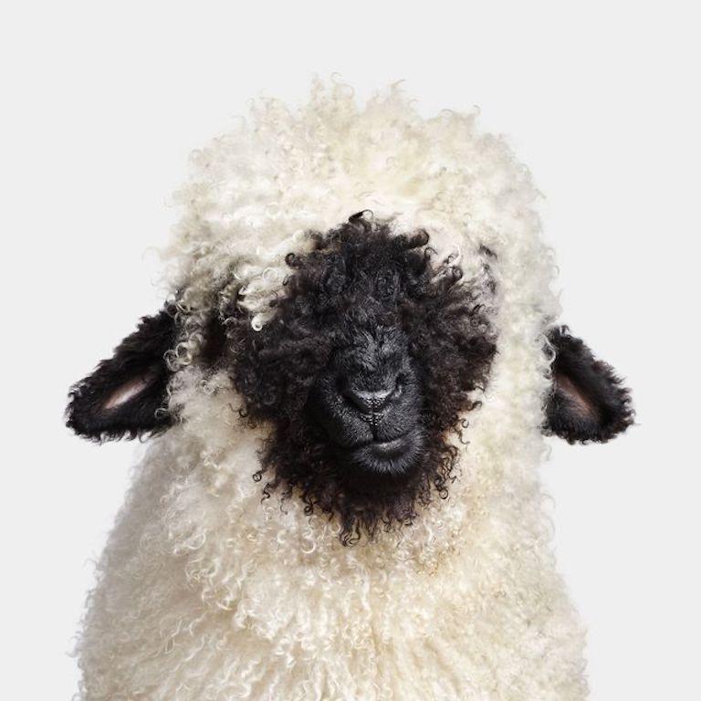 Randal Ford - Suisse Valais Blacknose Lamb n° 2, photographie 2024, imprimée d
après