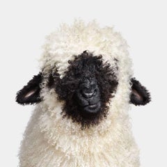Randal Ford - Suisse Valais Blacknose Lamb n° 2, photographie 2024, imprimée d
après