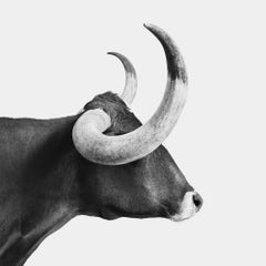 Randal Ford - Texas Longhorn (BW), photographie 2024, imprimée d'après