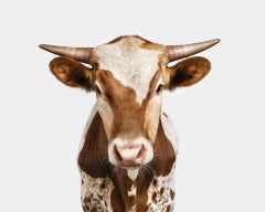 Randal Ford – Texas Longhorn Calf, Fotografie 2024, gedruckt nach