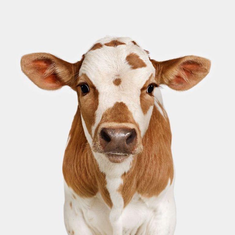 "Don’t worry; this sweet-faced calf is not coming to collect. Born on April 15th, The Tax Man is anything but taxing. Cows are some of the kindest animals there are, and I always love working with them. From their soft coats to their gentle nuzzles