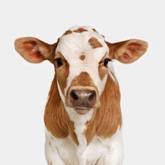 Randal Ford - Texas Longhorn Calf, photographie 2024, imprimée d'après