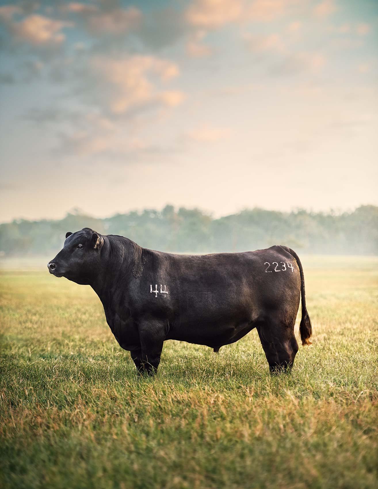 Randal Ford - True Bull at Dawn, Photography 2023, Printed After