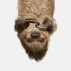 Randal Ford - Upside Down Sloth, Photography 2018, Printed After