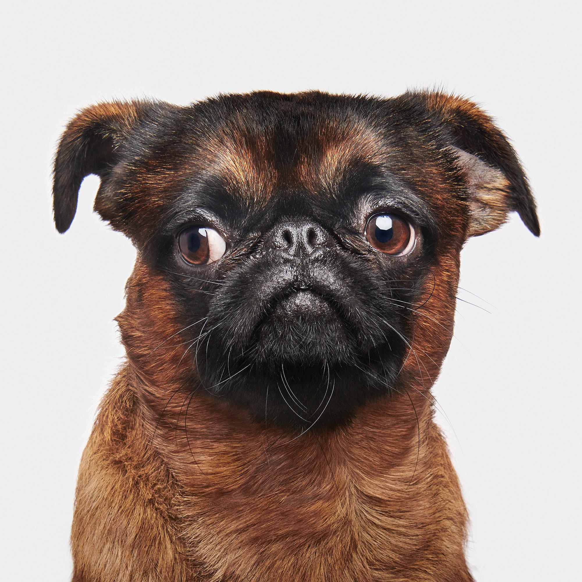 All available sizes and editions:
32 x 32, edition of 15
40 x 40, edition of 10
48 x 48, edition of 5

Narrative:
That look when someone mistakes you for a pug … again. Brussels Griffons may look pug-like, but the rarity of the breed and their