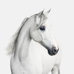 Randal Ford - White Arabian Horse No. 1, Photography 2018, Printed After