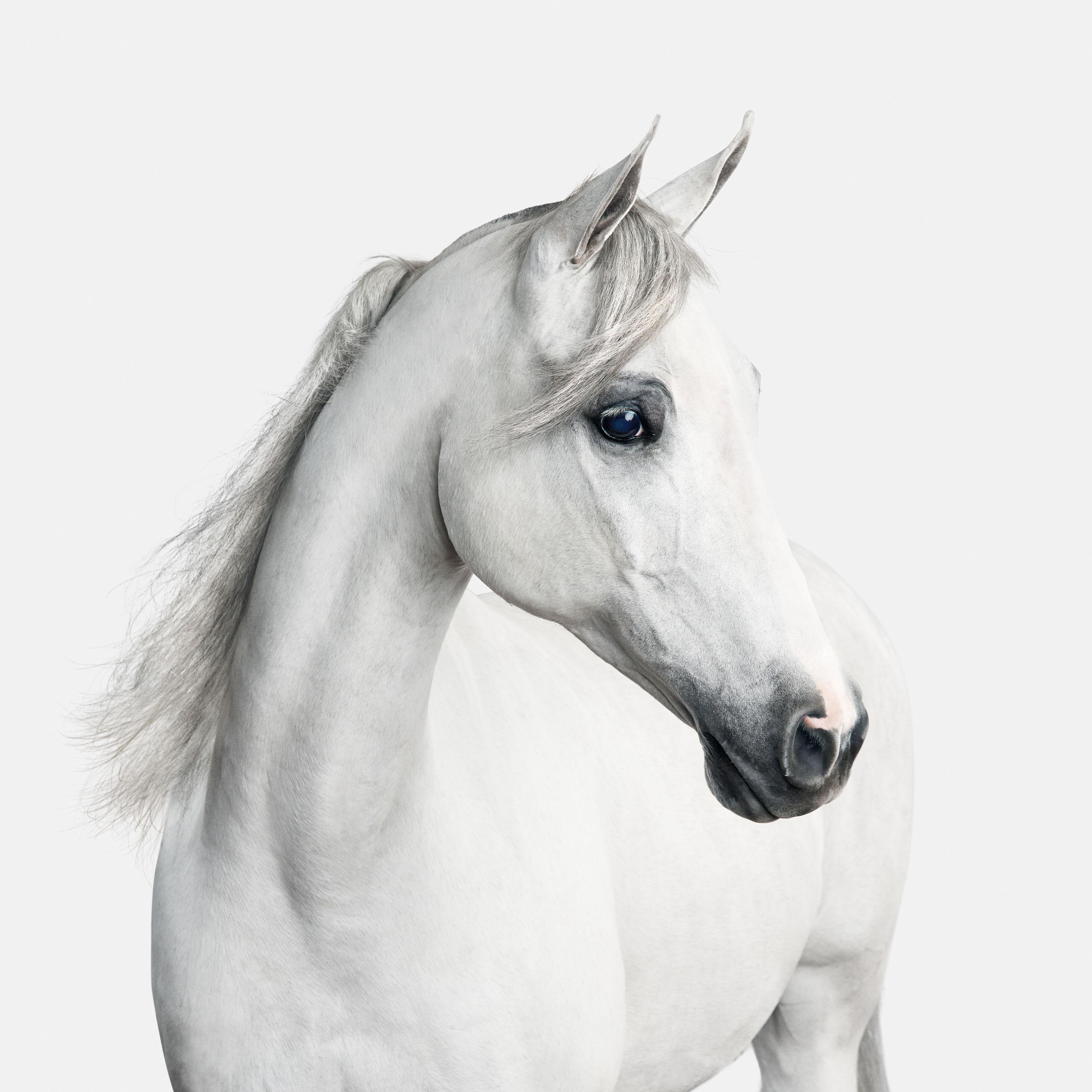 Randal Ford - Cheval arabe blanc n° 1, photographie de 2018, imprimée d'après