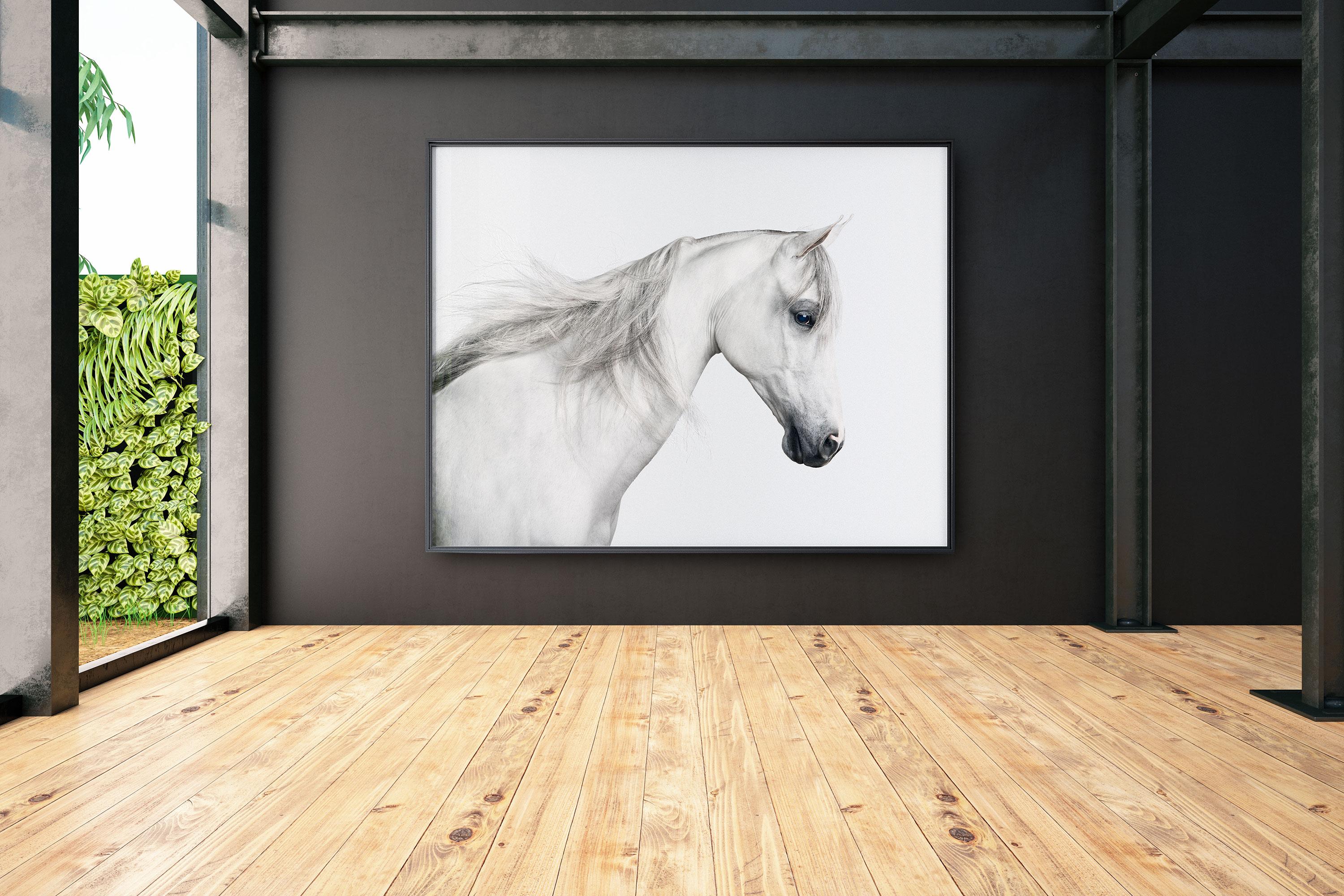Randal Ford - White Arabian Horse No. 2, Photography 2018, Printed After For Sale 1