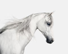 Randal Ford - Cheval arabe blanc n° 2, photographie de 2018
