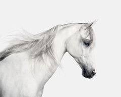Randal Ford – Weißes arabisches Pferd Nr. 2, Fotografie 2018, Nachdruck