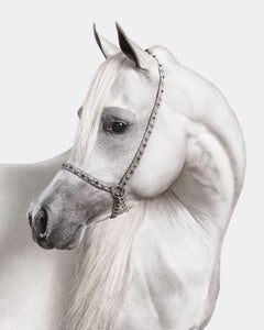 Randal Ford - Stallion arabe blanc n° 1, photographie 2024, imprimée d'après