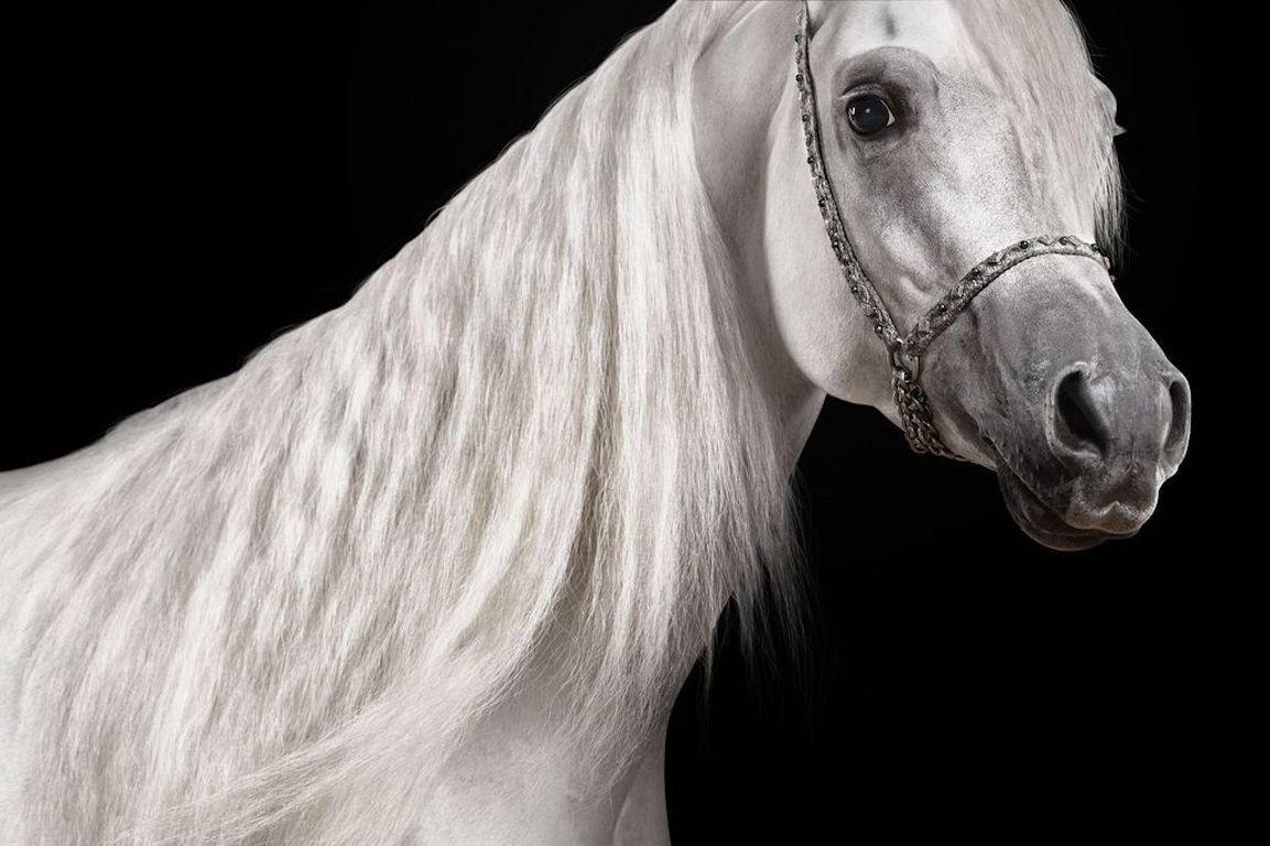 "Les chevaux m'ont toujours fait penser à des ballerines, à la façon dont leur long cou se plie et se courbe gracieusement pour prendre les formes les plus belles. Je ne pouvais m'empêcher d'imaginer ParisI dansant sous les lumières éclatantes du