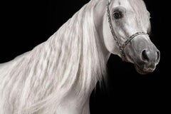 Randal Ford - Stallion arabe blanc n° 2, photographie 2024, imprimée d'après