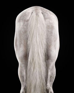 Randal Ford - Stallion arabe blanc n° 3, photographie 2024, imprimée d'après